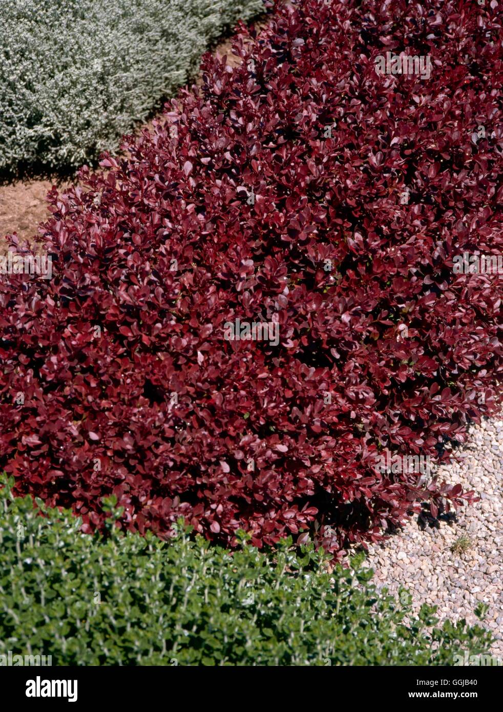 Hedges - of Berberis thunbergii `Atropurpurea Nana'   HED105999 Stock Photo